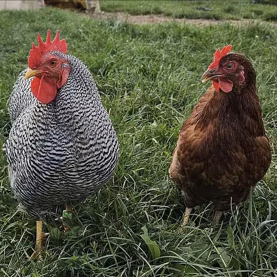 Foto von Hahn Fred und Henne Frida