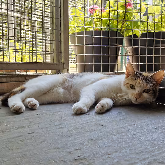 Foto von Ivy