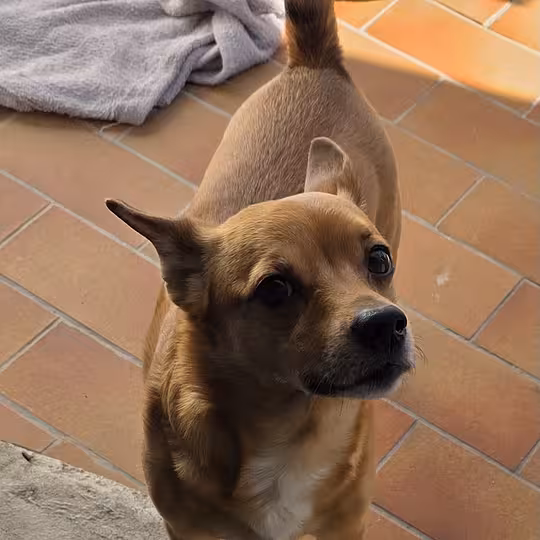 Foto von Cookie (Privatvermittlung)