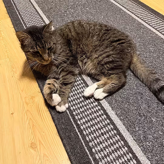 Foto von Marley (Privatvermittlung)