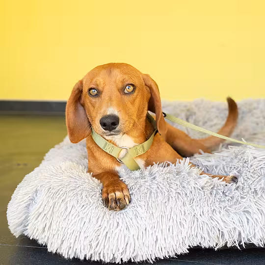 Foto von Bando