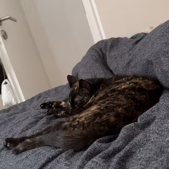 Foto von Rose
