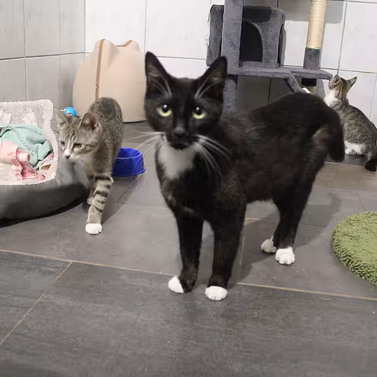 Foto von Katzenfamilie