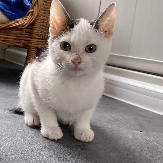 Foto von Pumba