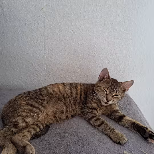 Foto von Bumblebee