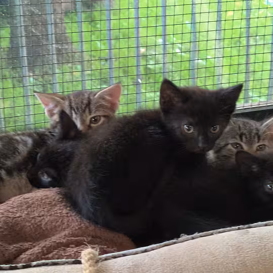 Foto von Katzenkinder