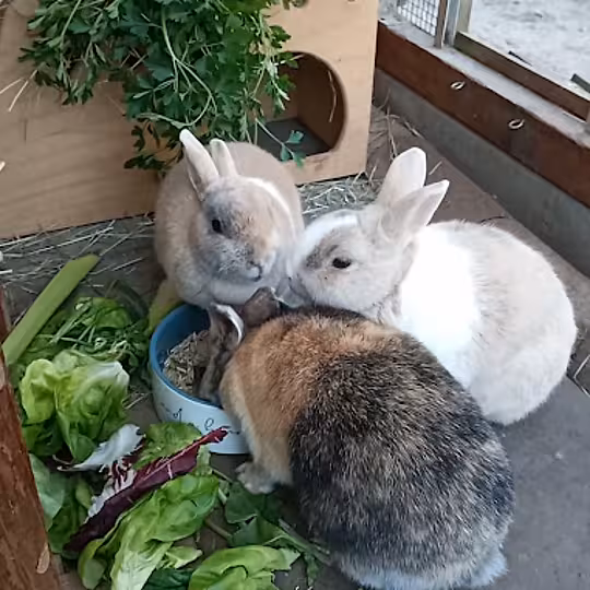 Foto von Ronja, Lovis und Mattis (Privatvermittlung)