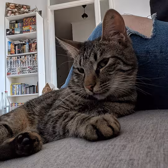 Foto von Findus