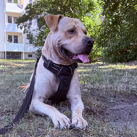 Foto von Buddy (Privatvermittlung)