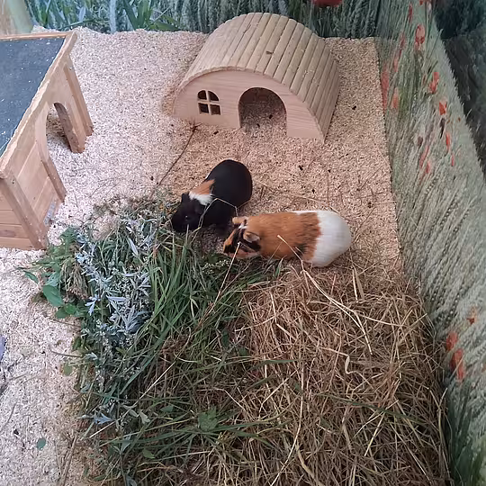 Foto von Scrat