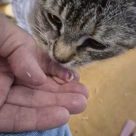 Foto von Bertha