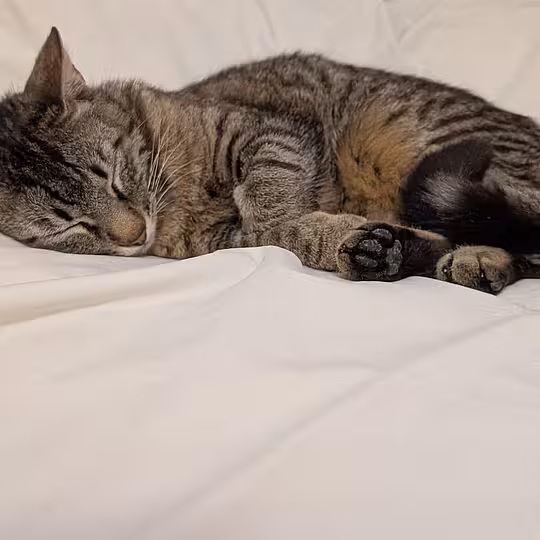 Foto von Findus
