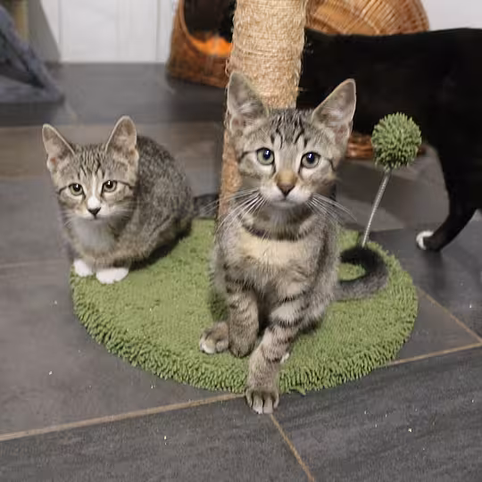 Foto von Katzenfamilie