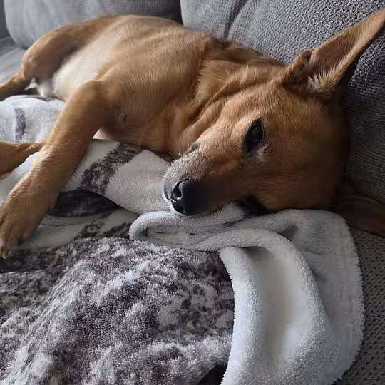 Foto von Cookie (Privatvermittlung)