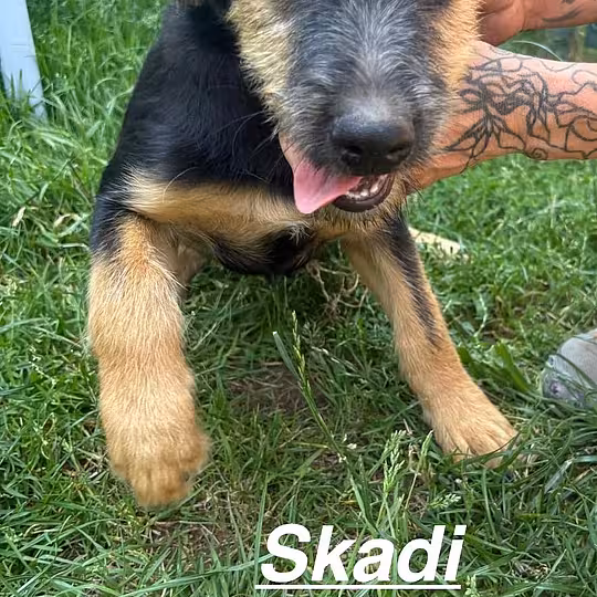 Foto von Skadi