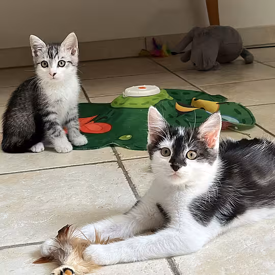 Foto von KOSMO