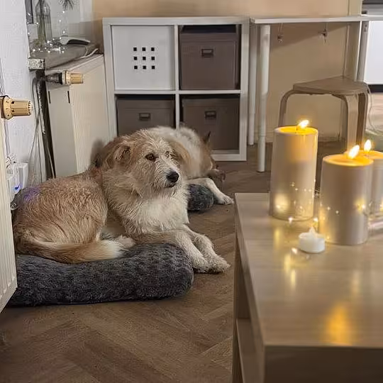 Foto von Tallulah