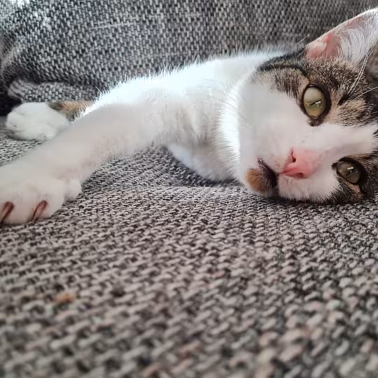 Foto von *Vermittlungshilfe* Fritz 