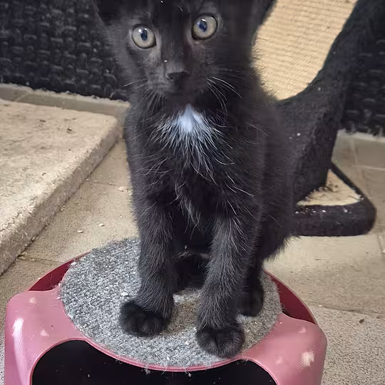 Foto von Katzenkinder