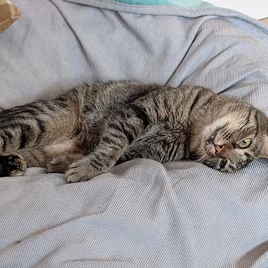Foto von Findus