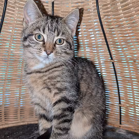 Foto von Laika