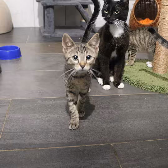 Foto von Katzenfamilie
