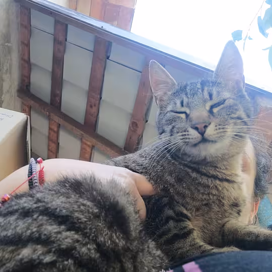 Foto von Findus