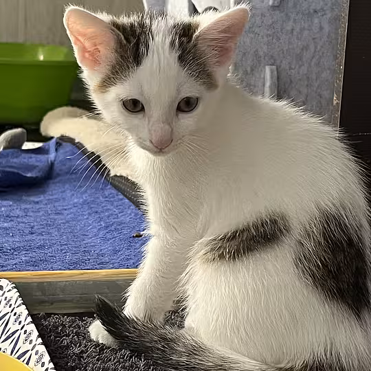 Foto von LISA