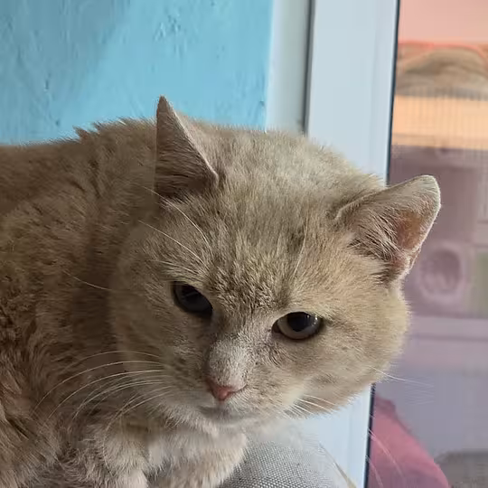 Foto von Toby