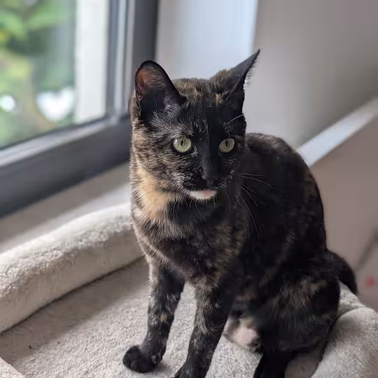 Foto von Rose