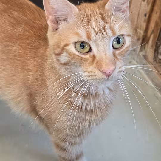 Foto von Merlin