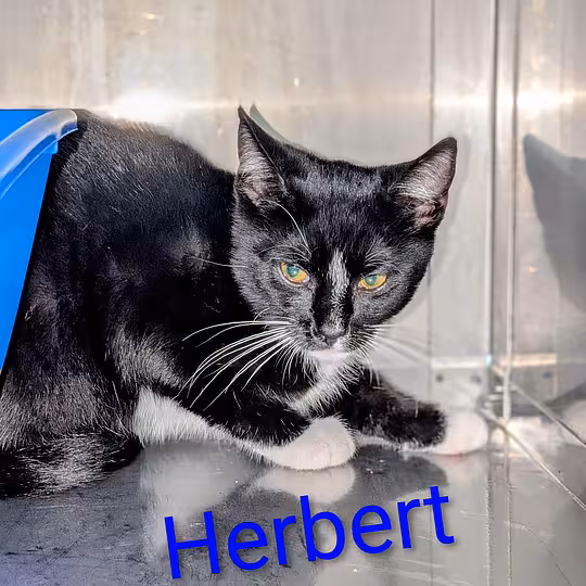 Foto von Herbert