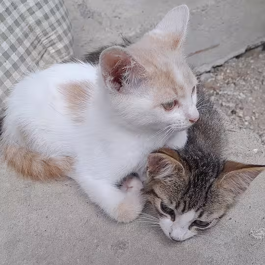 Foto von Kya und Koyo