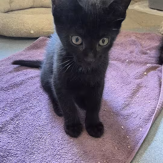 Foto von Katzenkinder