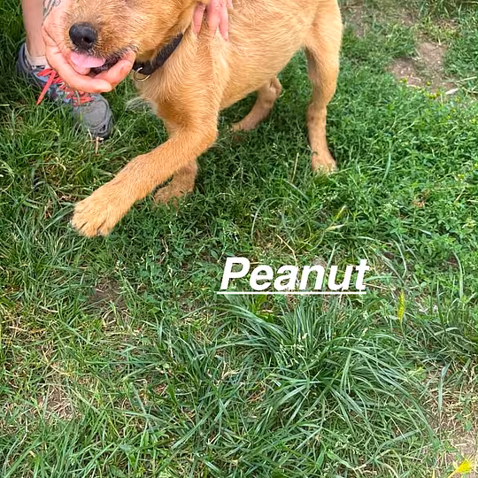 Foto von Peanut