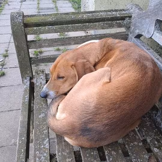 Foto von Toffee