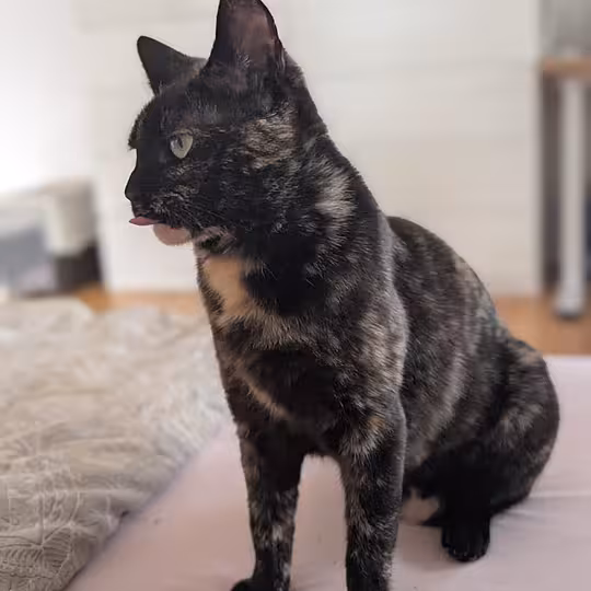 Foto von Rose