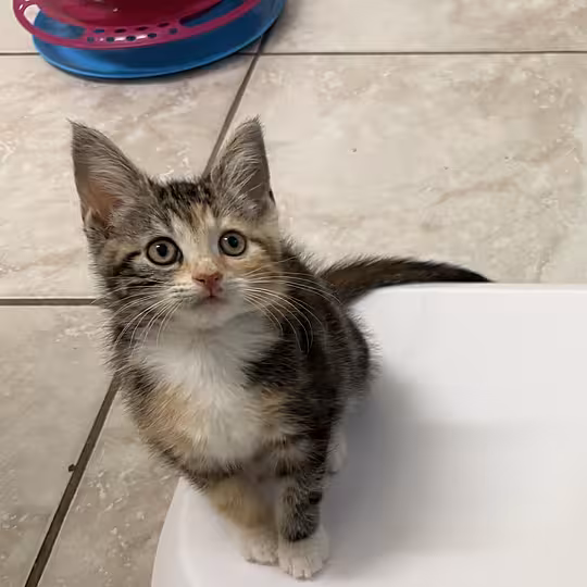 Foto von Felia & Nerina