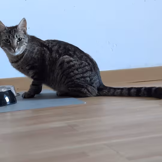 Foto von Findus
