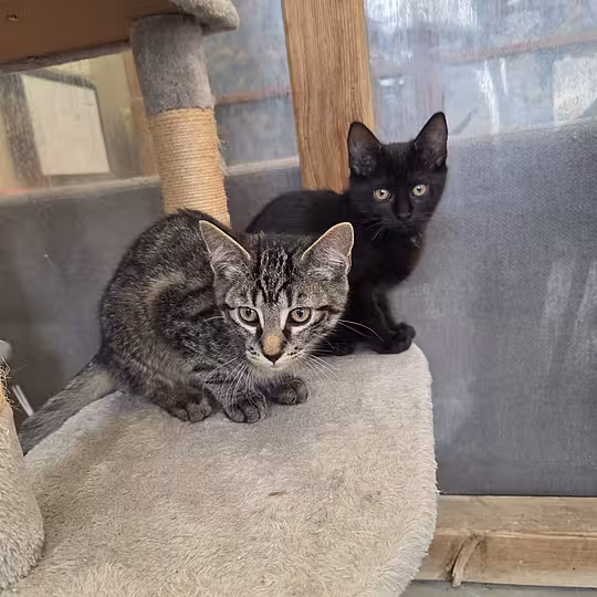 Foto von Katzenkinder 2026