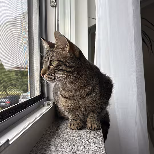 Foto von Findus