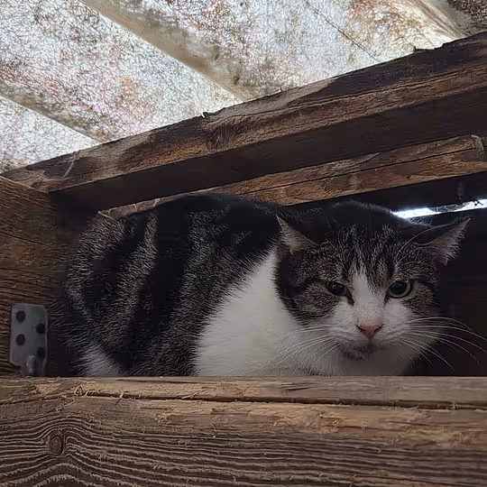 Foto von Ernie