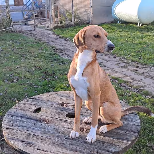 Foto von Toffee