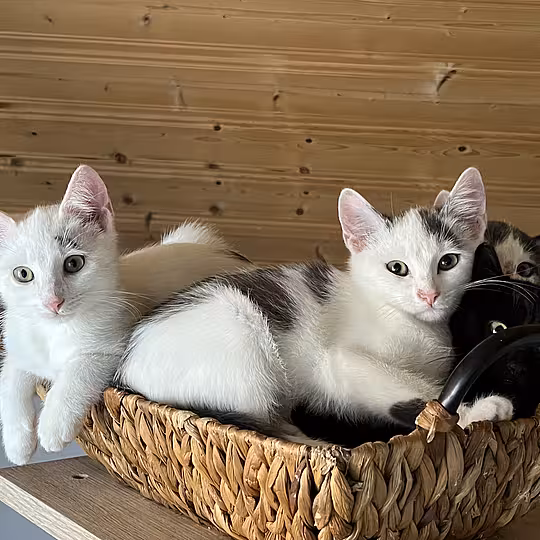 Foto von WESLEY
