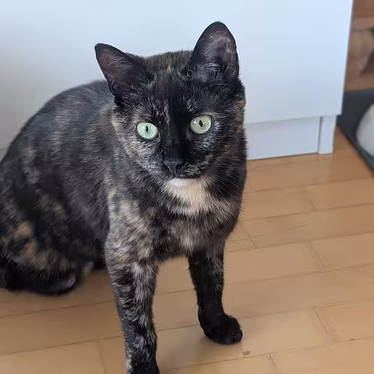 Foto von Rose