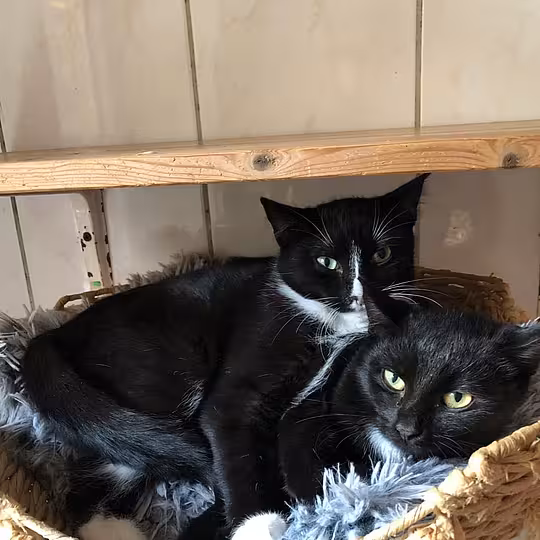 Foto von Kim und Kaya 