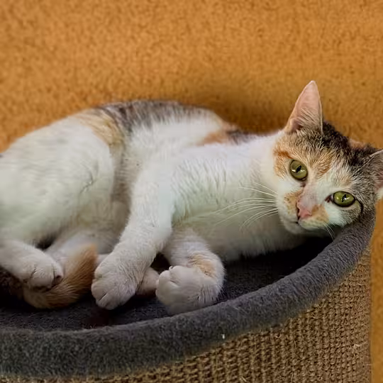 Foto von Ivy