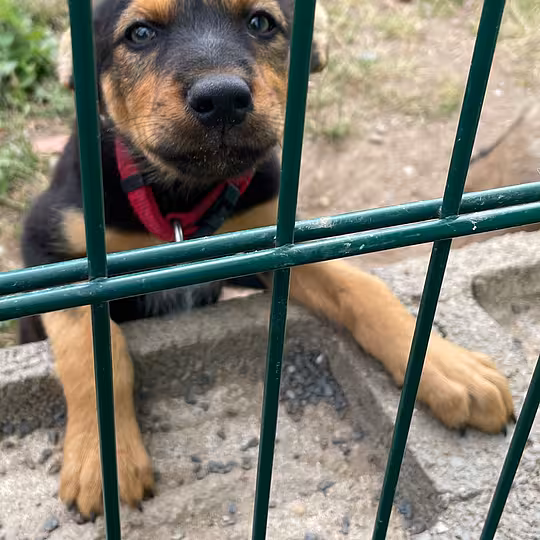 Foto von Filou