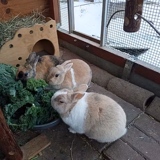 Foto von Ronja, Lovis und Mattis (Privatvermittlung)