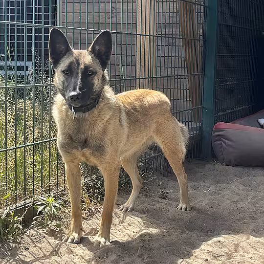 Foto von Ziva
